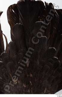 Western capercaillie tail 0004.jpg